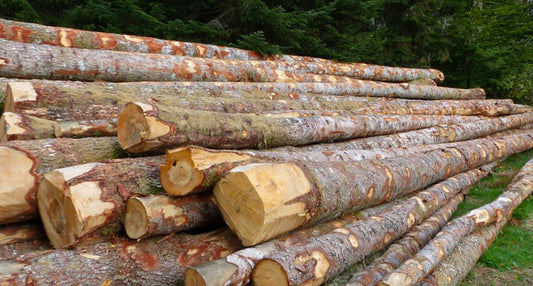 Rundholz - Fichte - 20RM halbe LKW-Ladung