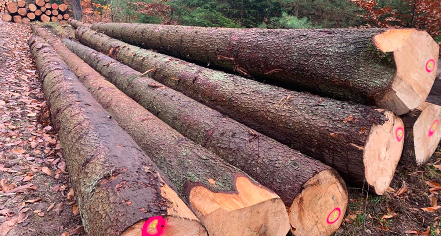 Buchenstämme - volle LKW-Ladung 40RM