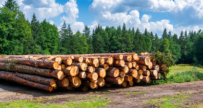 Buchenstämme - volle LKW-Ladung 40RM