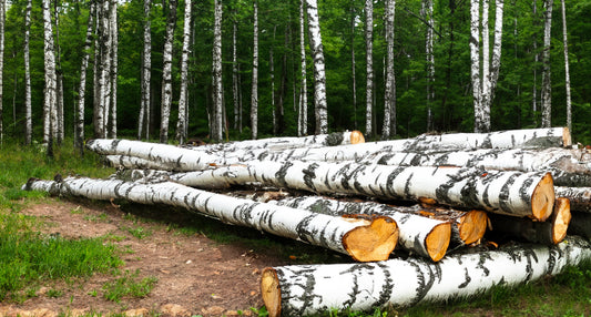 Holzstämme - Birke - volle LKW-Ladung 40RM